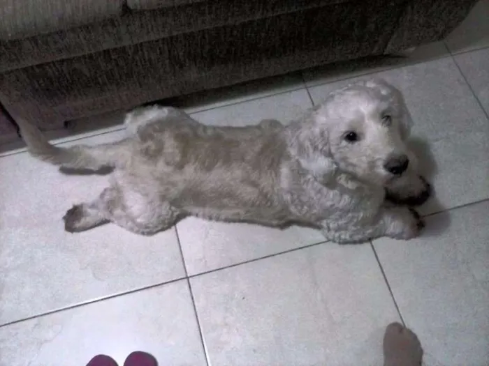 Cachorro ra a VIRA LATA idade 3 anos nome BUMMER