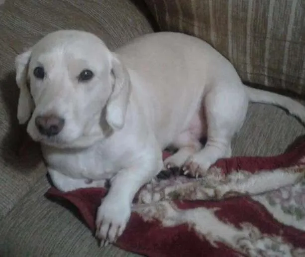 Cachorro ra a VIRA LATA idade 3 anos nome BUMMER