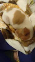 Buc