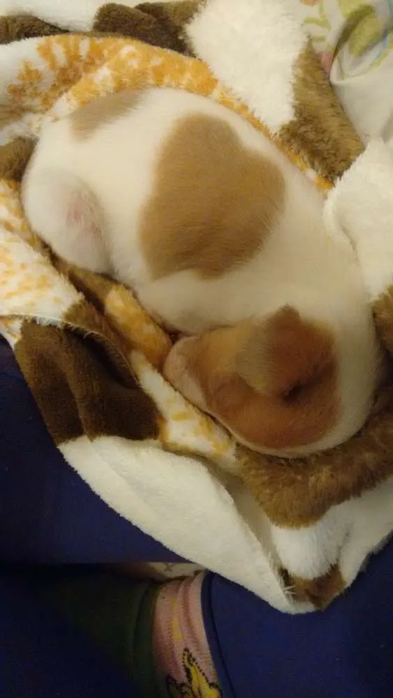 Cachorro ra a Vira lata idade Abaixo de 2 meses nome Buc