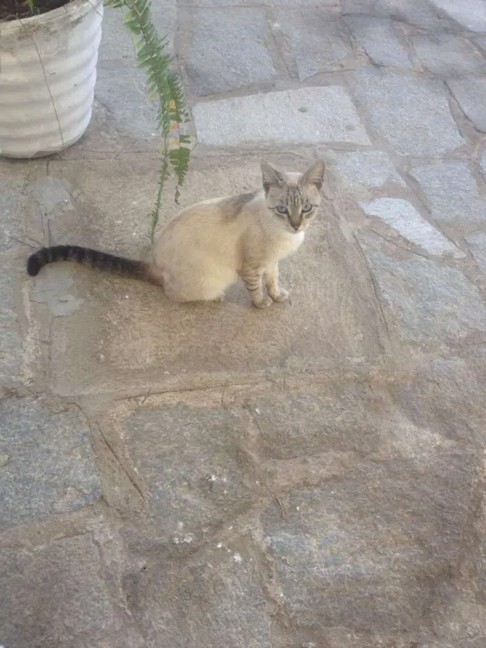 Gato raça Siamês idade 2 anos nome Blueyes