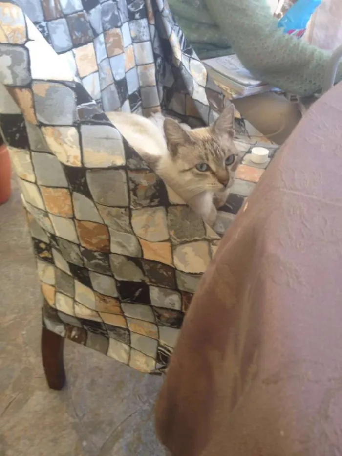 Gato raça Siamês idade 2 anos nome Blueyes
