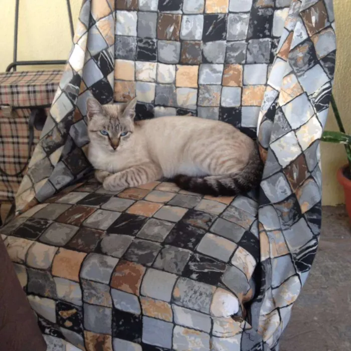Gato raça Siamês idade 2 anos nome Blueyes