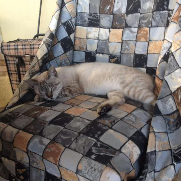 Gato raça Siamês idade 2 anos nome Blueyes