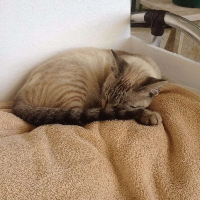 Gato raça Siamês idade 2 anos nome Blueyes