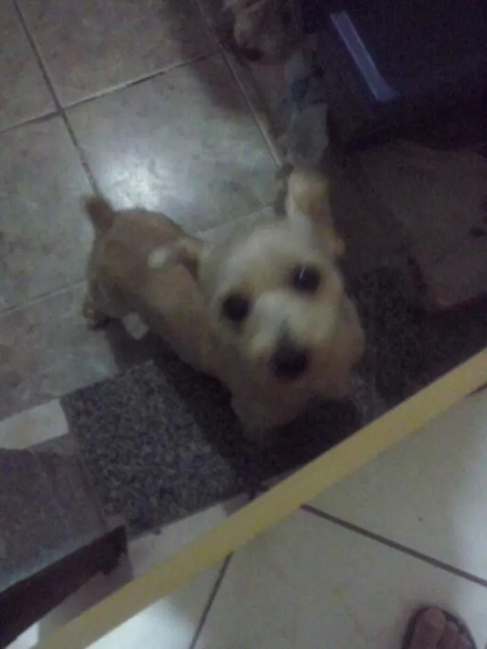 Cachorro raça Mestiço xinauzer com xitsu idade 4 anos nome Ayron
