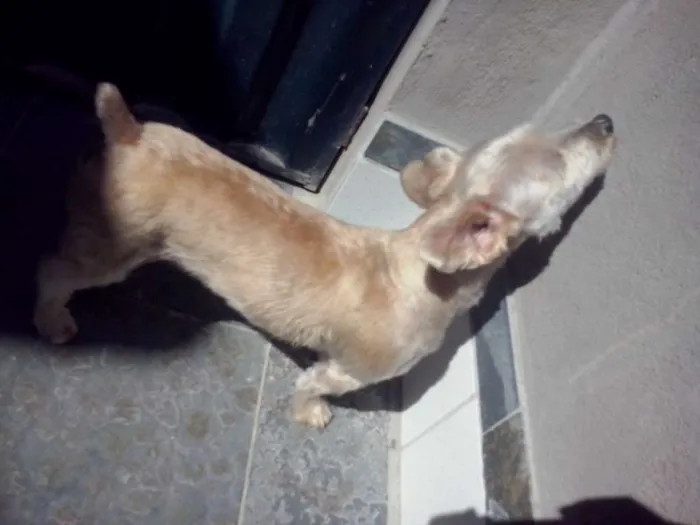 Cachorro raça Mestiço xinauzer com xitsu idade 4 anos nome Ayron