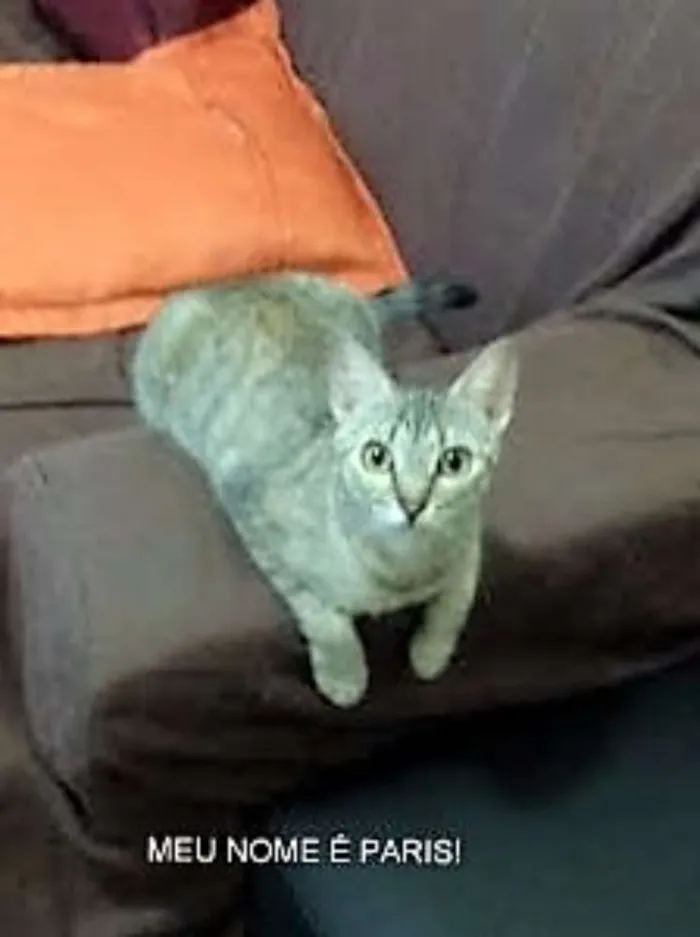 Gato ra a nd idade 1 ano nome Paris