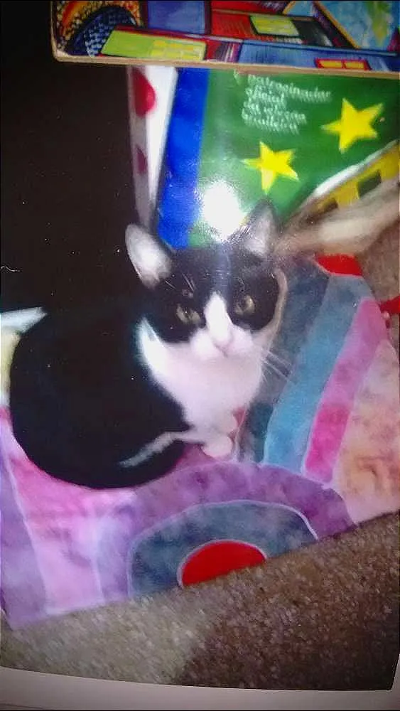 Gato ra a Vira lata idade 1 ano nome Princesa