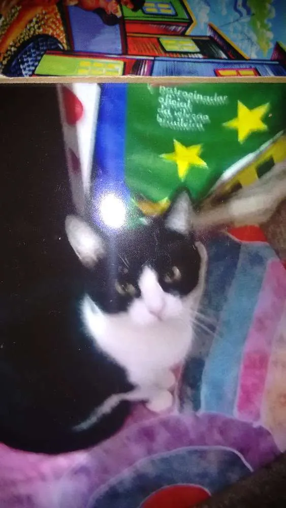 Gato ra a Vira lata idade 1 ano nome Princesa