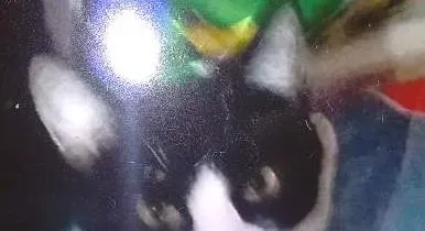 Gato ra a Vira lata idade 1 ano nome Princesa