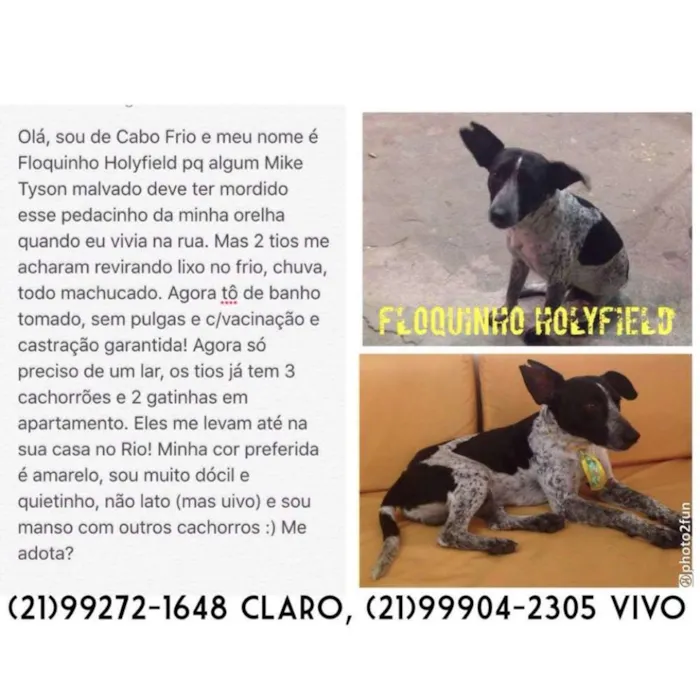 Cachorro ra a SRD idade 1 ano nome Floquinho Holyfield