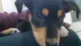 Nala