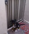 Nala