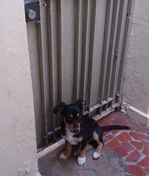 Cachorro ra a SRD idade 2 a 6 meses nome Nala