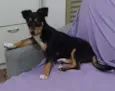 Nala