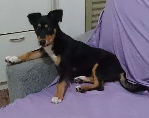 Cachorro ra a SRD idade 2 a 6 meses nome Nala