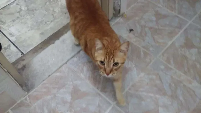 Gato ra a SRD idade 4 anos nome Lutero 