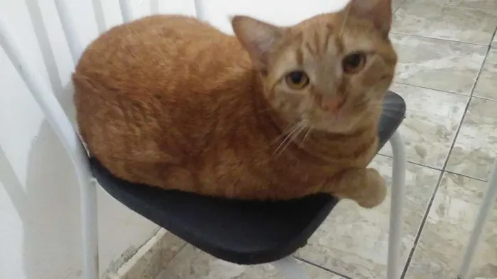 Gato ra a SRD idade 4 anos nome Catarina 