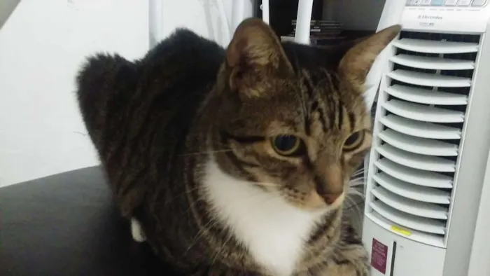Gato ra a SRD idade 3 anos nome Nixon 