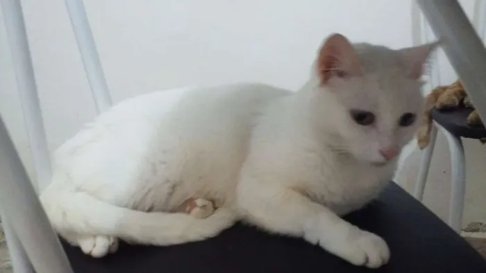 Gato ra a SRD idade 2 anos nome Kennedy 