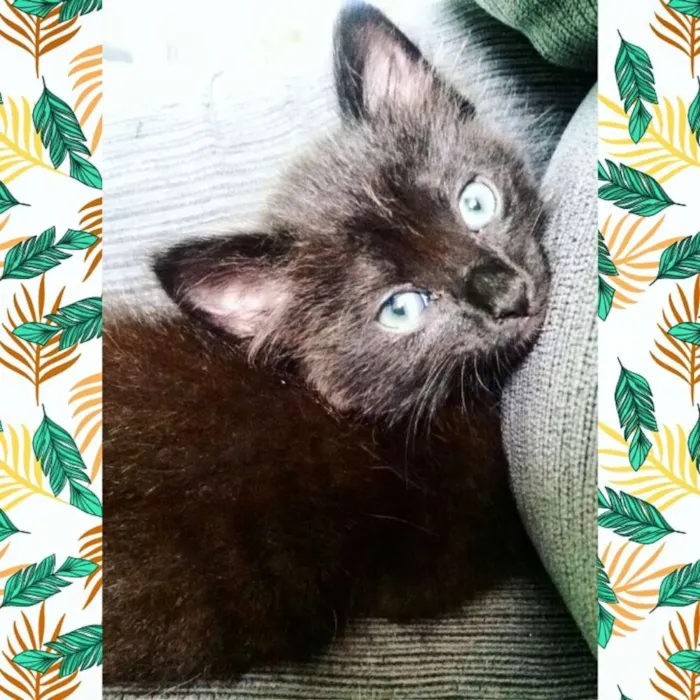 Gato ra a  idade 2 a 6 meses nome Fred