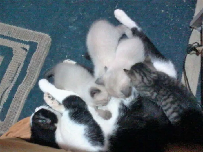 Gato raça  idade Abaixo de 2 meses nome Sem nome