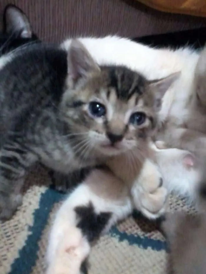 Gato raça  idade Abaixo de 2 meses nome Sem nome