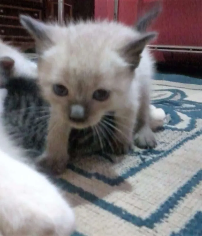 Gato raça  idade Abaixo de 2 meses nome Sem nome