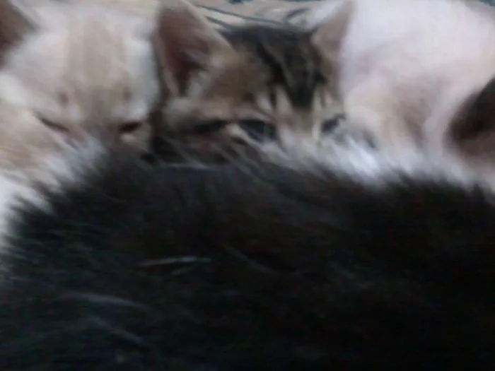 Gato raça  idade Abaixo de 2 meses nome Sem nome