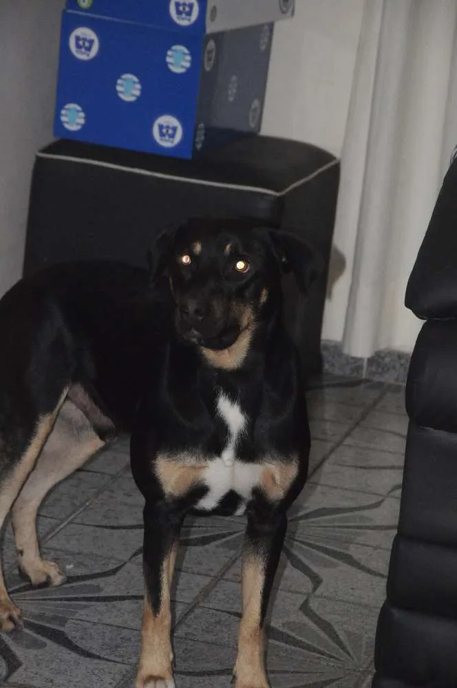 Cachorro ra a Rottweiler idade 2 anos nome Thor
