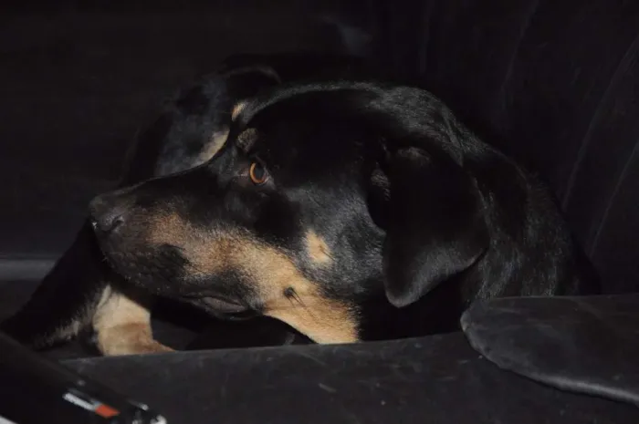 Cachorro ra a Rottweiler idade 2 anos nome Thor