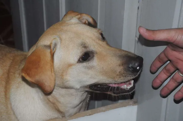 Cachorro ra a Labrador idade 2 anos nome Mel