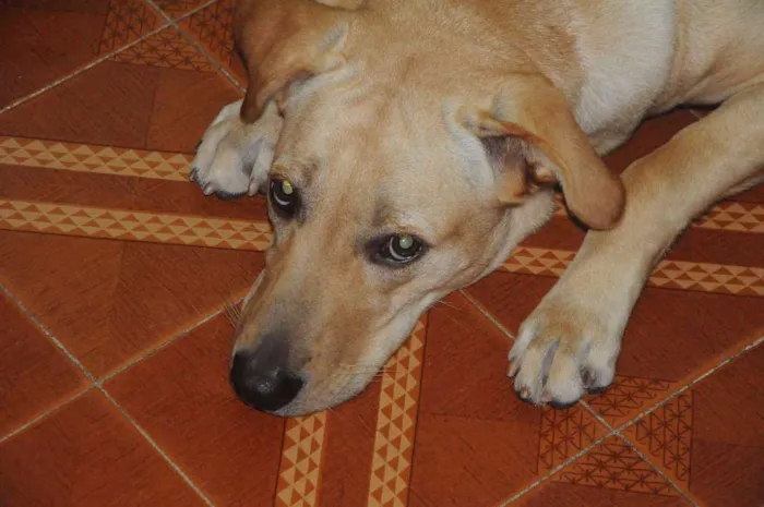 Cachorro ra a Labrador idade 2 anos nome Mel
