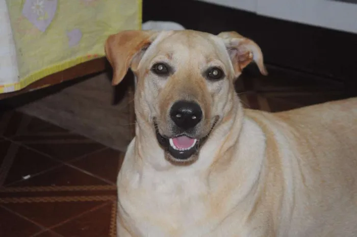 Cachorro ra a Labrador idade 2 anos nome Mel
