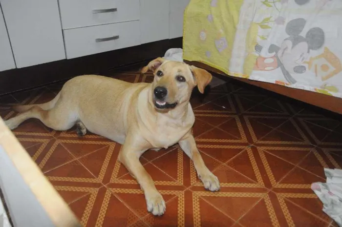 Cachorro ra a Labrador idade 2 anos nome Mel