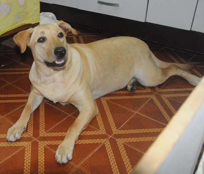 Cachorro ra a Labrador idade 2 anos nome Mel