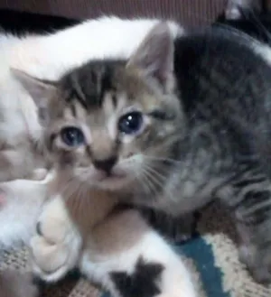 Gato raça  idade Abaixo de 2 meses nome Sem nome