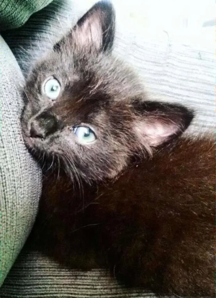 Gato ra a  idade 2 a 6 meses nome Fred
