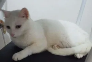 Gato raça SRD idade 2 anos nome Kennedy 