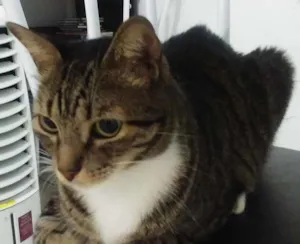 Gato raça SRD idade 3 anos nome Nixon 