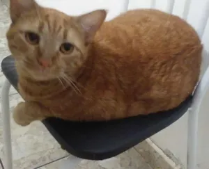 Gato raça SRD idade 4 anos nome Catarina 