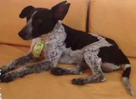 Cachorro ra a SRD idade 1 ano nome Floquinho Holyfield