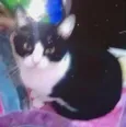 Princesa