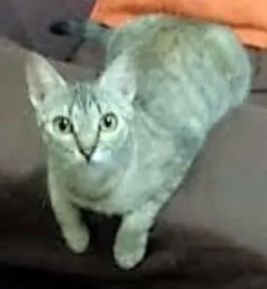 Gato raça nd idade 1 ano nome Paris