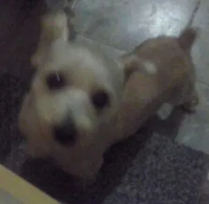 Cachorro raça Mestiço xinauzer com xitsu idade 4 anos nome Ayron