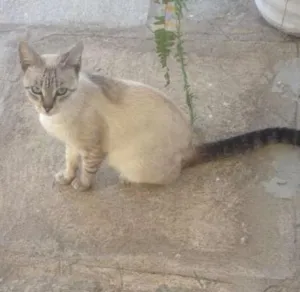 Gato raça Siamês idade 2 anos nome Blueyes