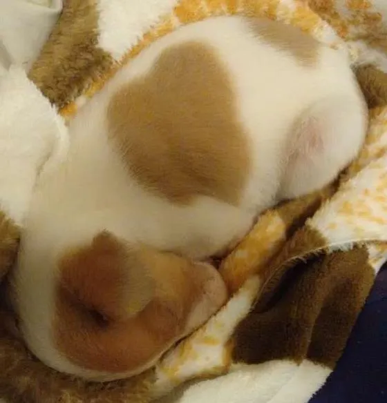 Cachorro ra a Vira lata idade Abaixo de 2 meses nome Buc