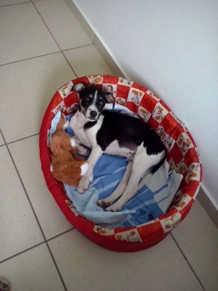 Cachorro raça SRD idade 2 a 6 meses nome Cristóvão