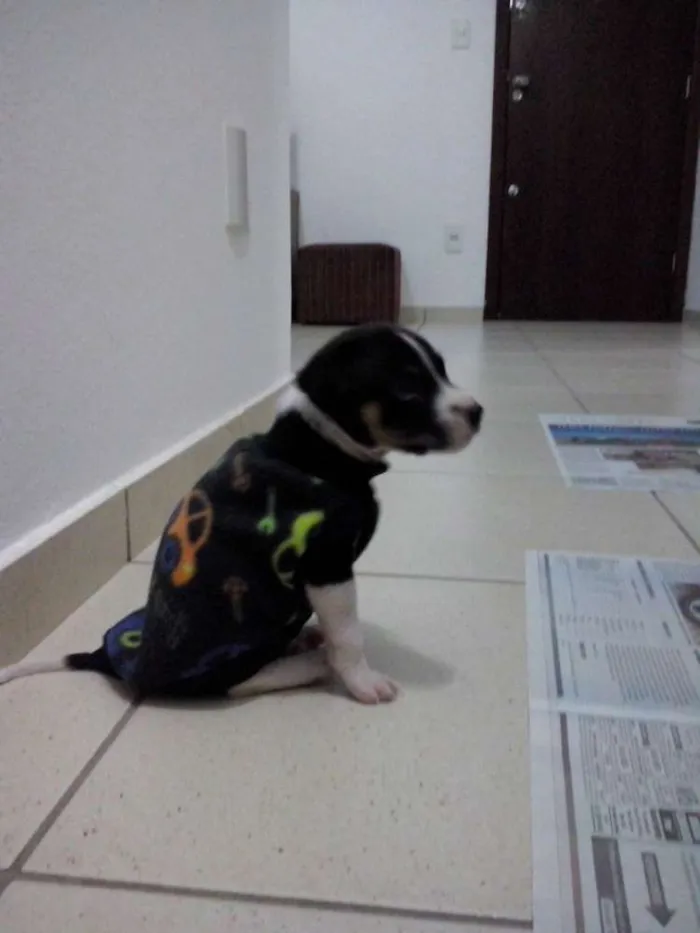 Cachorro raça SRD idade 2 a 6 meses nome Cristóvão